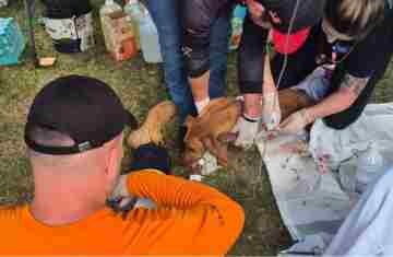 Rede de manejo que atua em desastres amparou 2,3 mil animais em Rio Bonito do Iguaçu